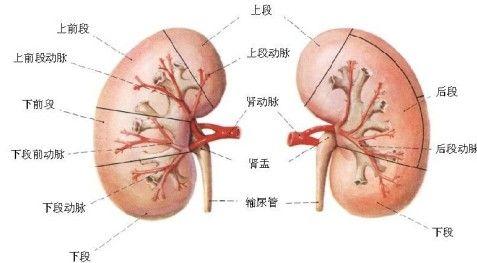 如何解决肾病综合征治疗“难题”？