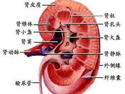 解读肾功能不全的病因,肾功能不全中医怎么治?