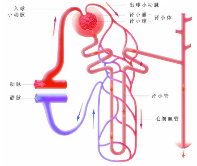 得了膜性肾病会不会好起来?膜性肾病怎么治疗?